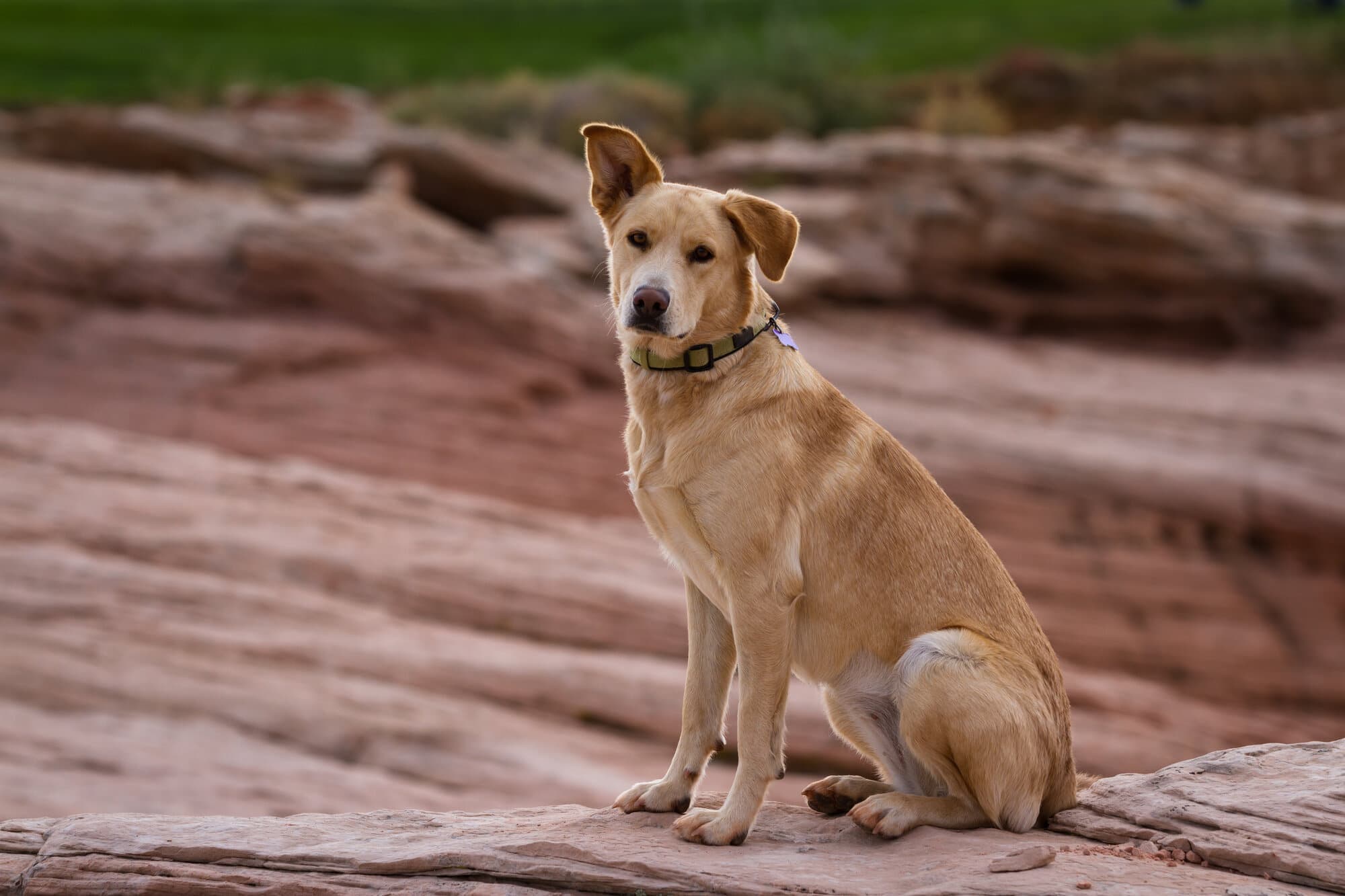 Pet Insurance